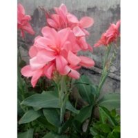 chuối hoa kép combo 10 cây
