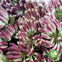 Chuối Hột Rừng khô 1KG - ND071