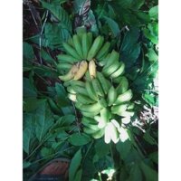 chuối hột rừng phơi khô  túi 1kg