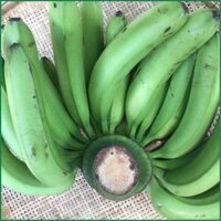 Chuối Laba Đà Lạt