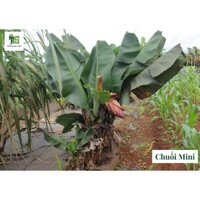 Chuối lùn mini cấy mô hàng bịch, vỉ 112 , bầu 8x8