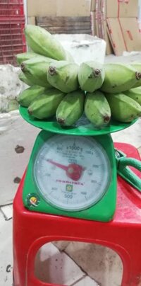 chuối sáp miền tây