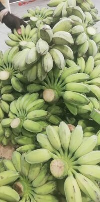 chuối sáp Miền Tây