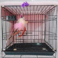 Chuồng Sơn Tĩnh Điện Cho Thú Cưng Size Nhỏ Có Thể Gấp Gọn (Ảnh Thật)