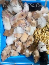 CHUỘT HAMSTER BEAR XINH XỈU (GIAO HOẢ TỐC HÀ NỘI )
