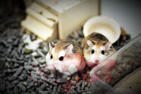 CHUỘT HAMSTER ROBO MẶT NÂU ( HIỀN )