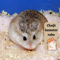Chuột hamster robo
