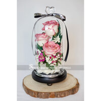 Chụp thủy tinh hoa hồng bất tử