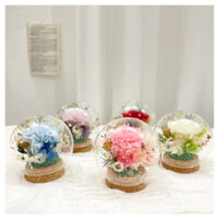 Chụp thủy tinh hoa khô quả cầu hoa cẩm chướng 10cm làm quà tặng decor trang trí