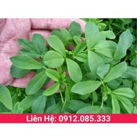 Cỏ alfalfa linh lăng gói 1kg là hạt giống cỏ chăn nuôi dinh dưỡng cao cho gia súc gia cầm như bò, dê, gà, vịt, ngan...