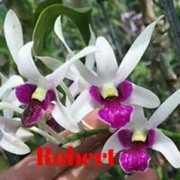 [Có bảo hành] Hoa lan dendro Robert cây trưởng thành sắp hoa