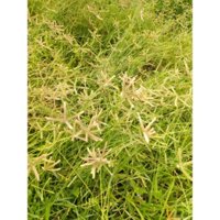 Cỏ chân vịt khô 1kg 0355276899