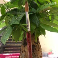 Cọ đắp bột cán gỗ kolinsky england s16