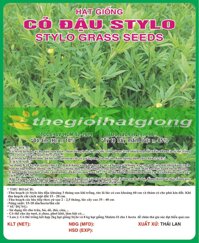 CỎ ĐẬU STYLO