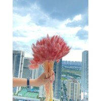 Cỏ đuôi thỏ, màu hồng - HÌNH CHỤP THẬT