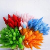 Cỏ đuôi thỏ trang trí nhà tự nhiên hoa khô tự nhiên hoa thật cỏ đuôi chó đạo cụ chụp ảnh