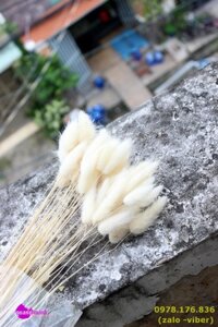 Cỏ đuôi thỏ