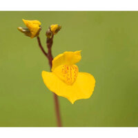 cỏ giấy australis, utricularia australis