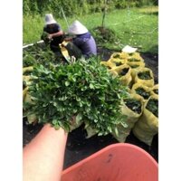 Cỏ lá rừng thái 1 bao 1m vuông, trồng đươc 2 m vuông, riêng tphcm mua 2m trở lên ship có trong ngày