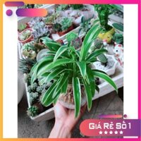 Cỏ Lan Chi Thủy Sinh Đẹp