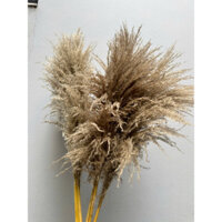 CỎ LAU KHÔ_ 5 cành Lau xám tặng 1 Hoa khô trang trí decor phòng vintage