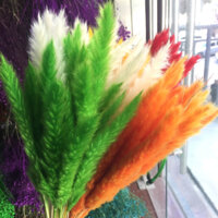 Cỏ lau khô , cành lau khô nhỏ Pampass Grass dùng làm phụ kiện chụp ảnh, căm trang trí, bình hoa để bàn, hoa cưới vintage