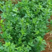 Cỏ linh lăng ALFALFA 1kg