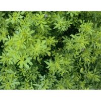 Cỏ Linh Lăng ALFALFA 200g