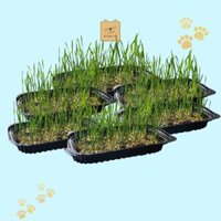 Cỏ Mèo Tươi Đà Nẵng – Petshop Đà Nẵng Uy Tín