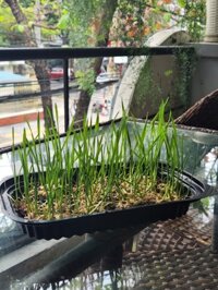 Cỏ Mèo Tươi Đà Nẵng – Petshop Đà Nẵng Uy Tín