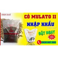 Cỏ mulato 2 nhập khẩu