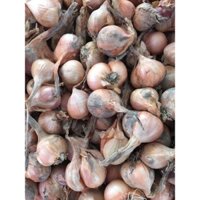 [Có Sẵn Đầu Mùa] Hành Khô Loại 1 chuẩn GỐC  Kinh Môn Hải Dương - To củ mẩy , Cắt rời