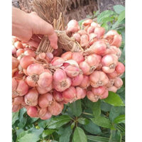[Có Sẵn Đầu Mùa] Hành Khô Loại 1 Chuẩn GỐC Kinh Môn Hải Dương - To Củ Mẩy , Bó Túm
