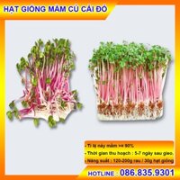 [Có sẵn] HẠT GIỐNG MẦM CỦ CẢI ĐỎ SIÊU CHẤT LƯỢNG, DỄ TRỒNG NHANH ĂN - GÓI 1KG