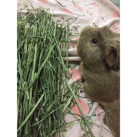 Cỏ Sấy Xanh Timothy loại chứa 36% chất sơ dành cho Thỏ, Bọ Ú, Chinchilla, Sóc Bắc Mỹ