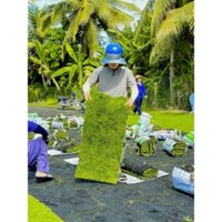 Cỏ Thảm Nhung 1m vuông 100cm×100cm cỏ dầy