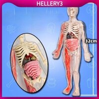 Cơ Thể Con Người Mô Hình Bộ Xương DIY Đồ Chơi 3D Xếp Hình Giải Phẫu Hình Cho