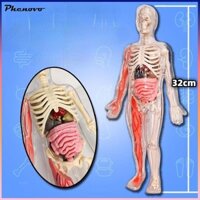 Cơ Thể Con Người Mô Hình Bộ Xương DIY Đồ Chơi 3D Xếp Hình Giải Phẫu Hình Cho