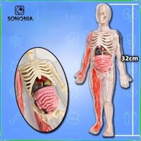 Cơ Thể Con Người Mô Hình Bộ Xương DIY Đồ Chơi 3D Xếp Hình Giải Phẫu Hình Cho