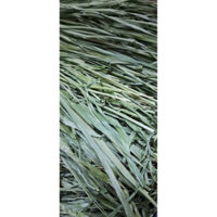 Cỏ Timothy Xanh Cắt sẵn mùa vụ 2024 dành cho bọ ú, thỏ, chinchilla, sóc bắc mỹ...