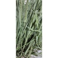 Cỏ Timothy Xanh loại cắt sẵn dành cho bọ ú, thỏ, chinchilla, sóc bắc mỹ...mùa vụ 2024