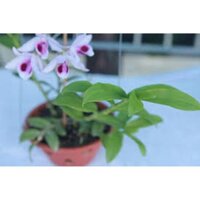 CỐC LAN TRẦM TÍM LAI PHI ĐIỆP GIỐNG ĐỦ LOẠI HÀNG GIEO