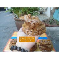 Cóc – thiềm thừ gỗ bách xanh