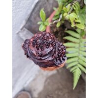 cóc ( thiềm thừ) gỗ trắc đỏ đen
