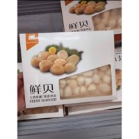 Còi Sò Điệp Nhật Mini