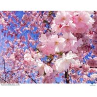 Com bo 10 cây giống hoa anh đào cành kép & đơn đủ màu