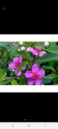 Com bo 10 cây sim rừng chữa nhiều bệnh