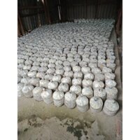 COM BO 10 PHÔI NẤM SÒ THÁI LOẠI BỊCH LỚN - sỉ phôi nấm sò thái - thu hoạch trong vài tháng liền