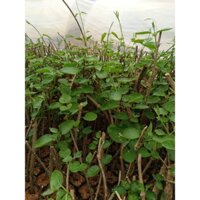 com bo 100 cây hoa  thiên lý