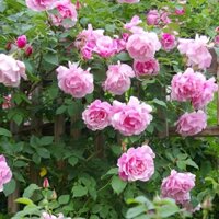 COM BO 2 BẦU cây giống hoa hồng ngoại gốc đại